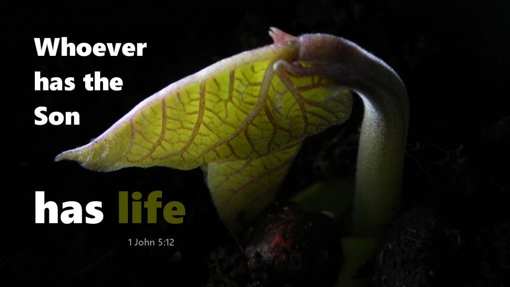 Whoever Takes the Son Gets It All